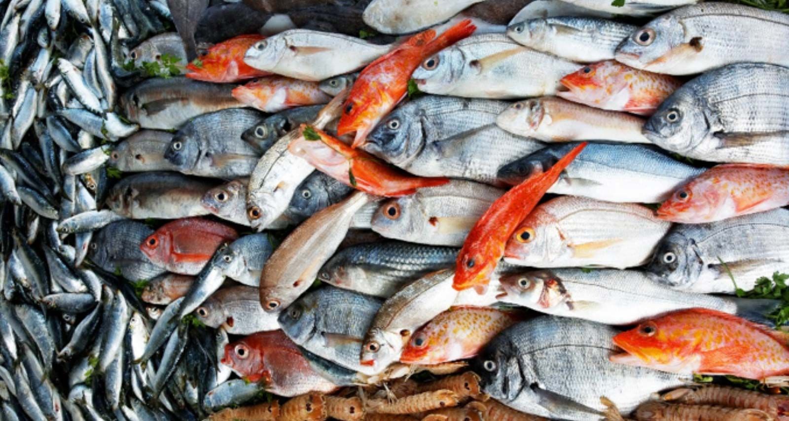 Fresh Indian seafood prepared for export