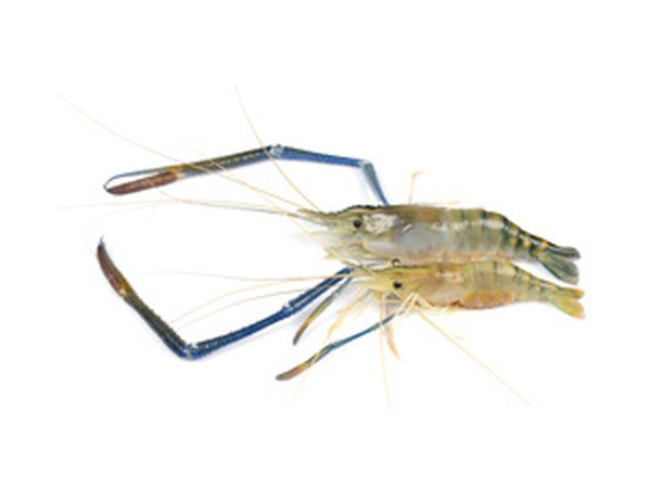 Scampi (Freshwater Prawn)