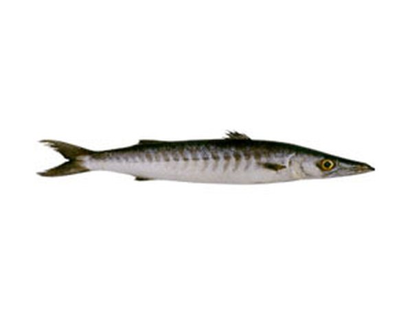 Barracuda