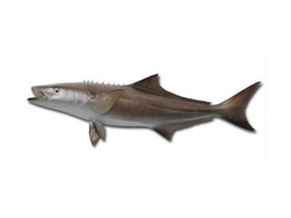 Black King Fish (Cobia)