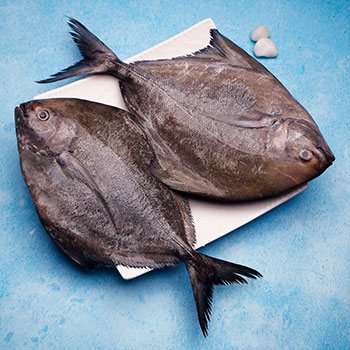 Black Pomfret
