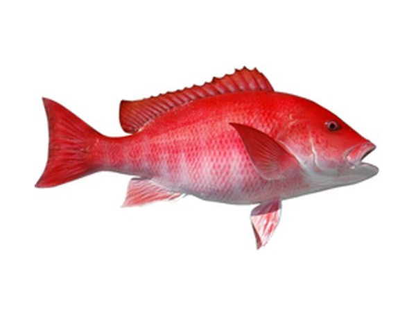 Blood Red Snapper