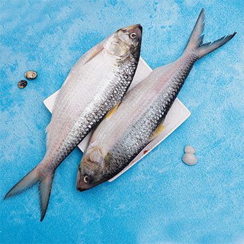 Hilsa / Ilisha