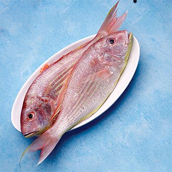 Japanese Threadfin Bream