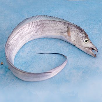 Ribbon Fish