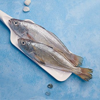 Silver Croaker