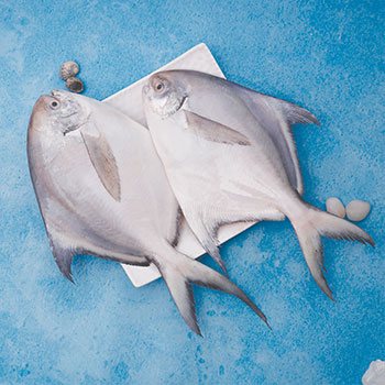 Silver Pomfret