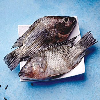 Tilapia