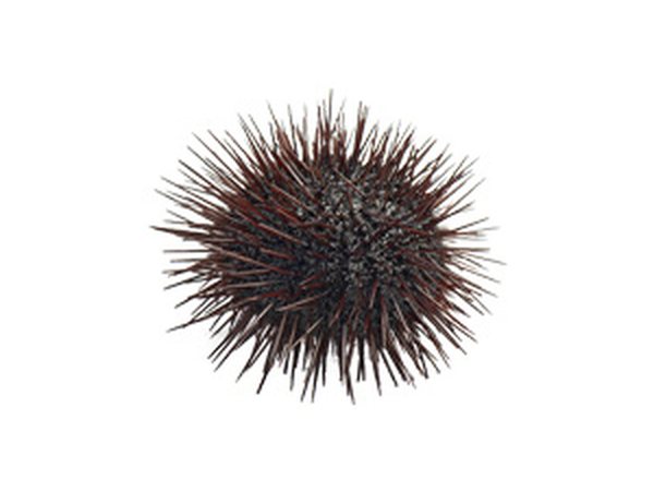 Sea Urchin