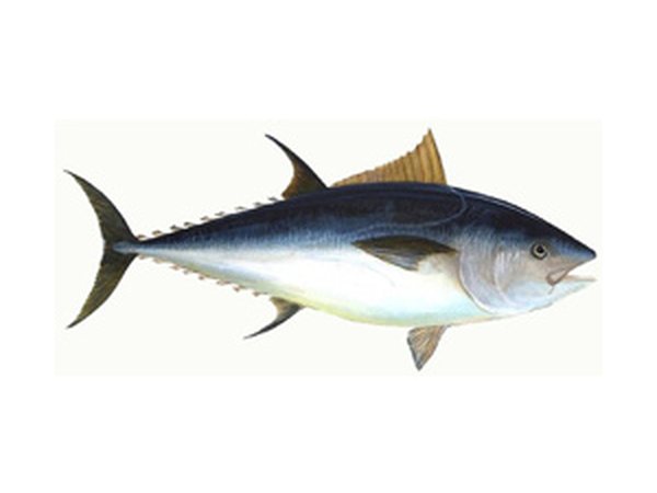 Big Eye Tuna